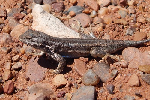 Sagebrush Lizard (Sceloporus graciosus)