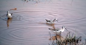 Sandpipers troll for food