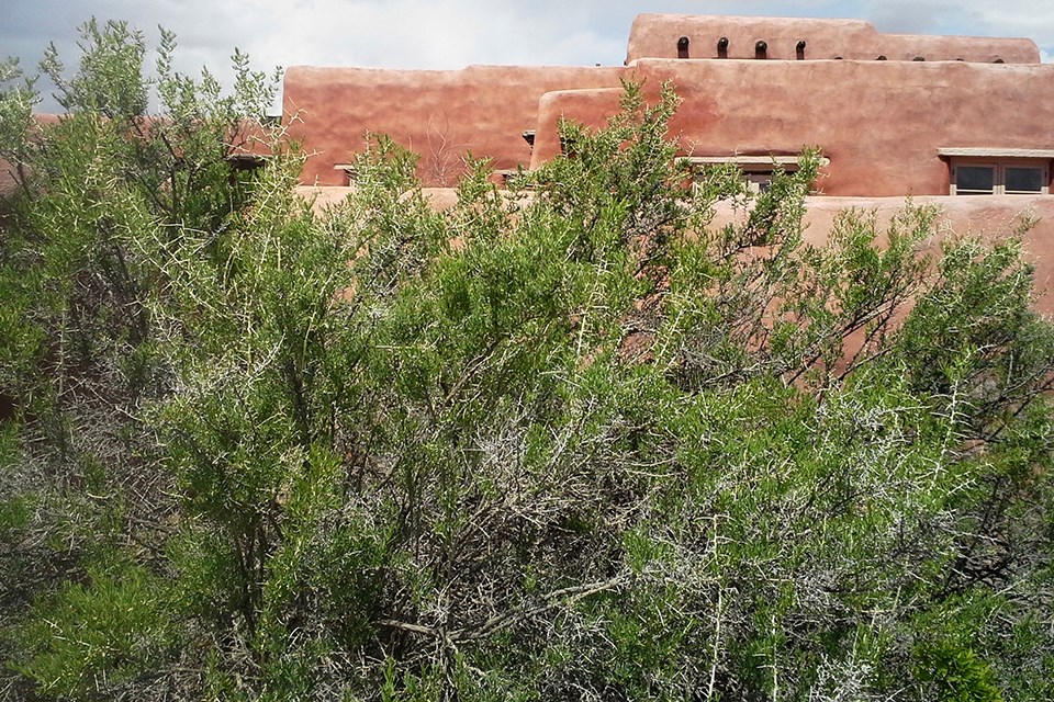 Large, very green shrub in front of a Pueblo style building and cloudy sky