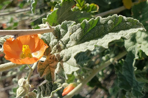 Orange flowers and gray-green leaves of Spear Globemallow (Sphaeralcea hastulata)