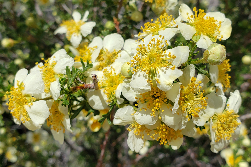 Cliffrose flowers, cream against dark green leaves.