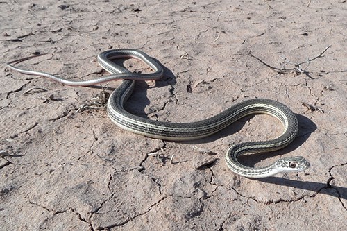 Striped Whipsnake Masticophis taeniatus