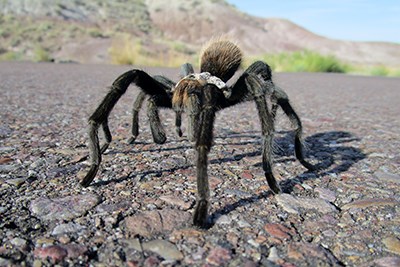 Tarantulas walking on the road