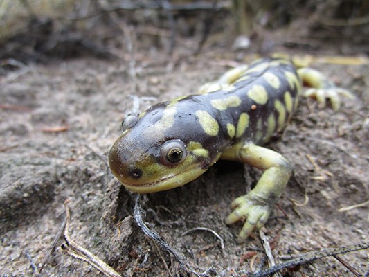 Closeup of a striped amphibian: Western Tiger Salamander