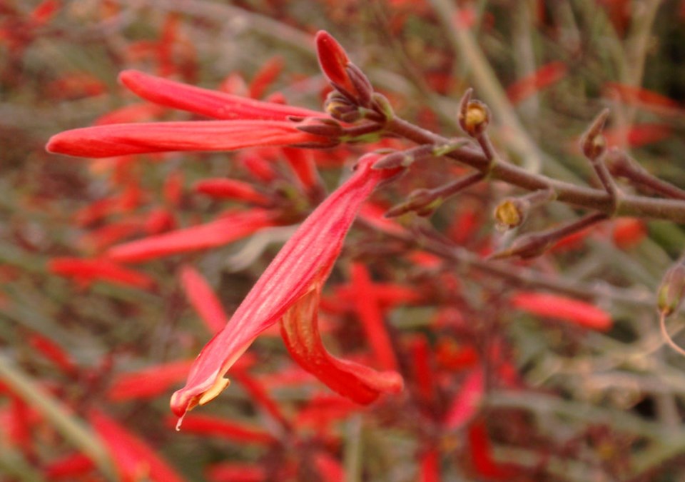 Close up of shrub with red tubular flowers