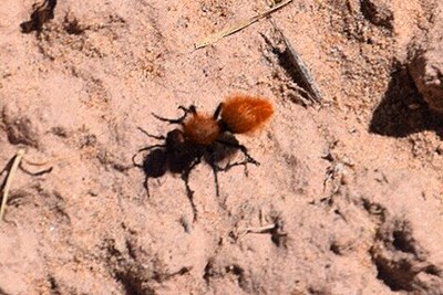 Velvet ant on the ground