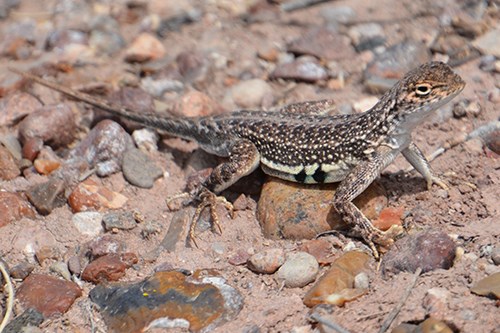 Western Earless Lizard (Holbrookia maculata)