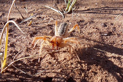 Sun spider in defense