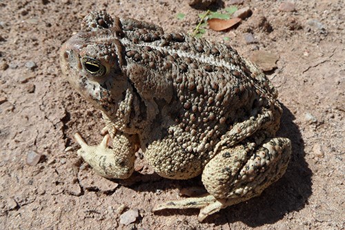 Woodhouse's toad Anaxyrus woodhousii