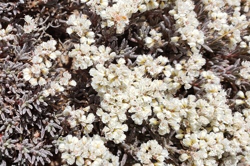 Small white flowers and gray foliage of Yavapai Buckwheat (Eriogonum pulchrum)