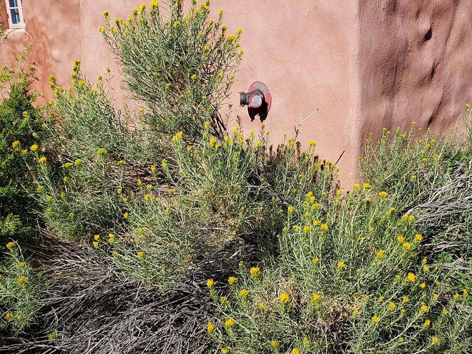 Green shrub with yellow flowers growing against a terracotta wall.