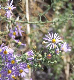 Purple Aster Flowers