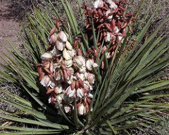 sharp leaves of yucca plant