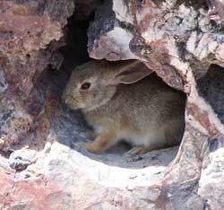 cottontail in petrified wood hollow