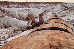 a view of wood segments from a petrified log's perspective