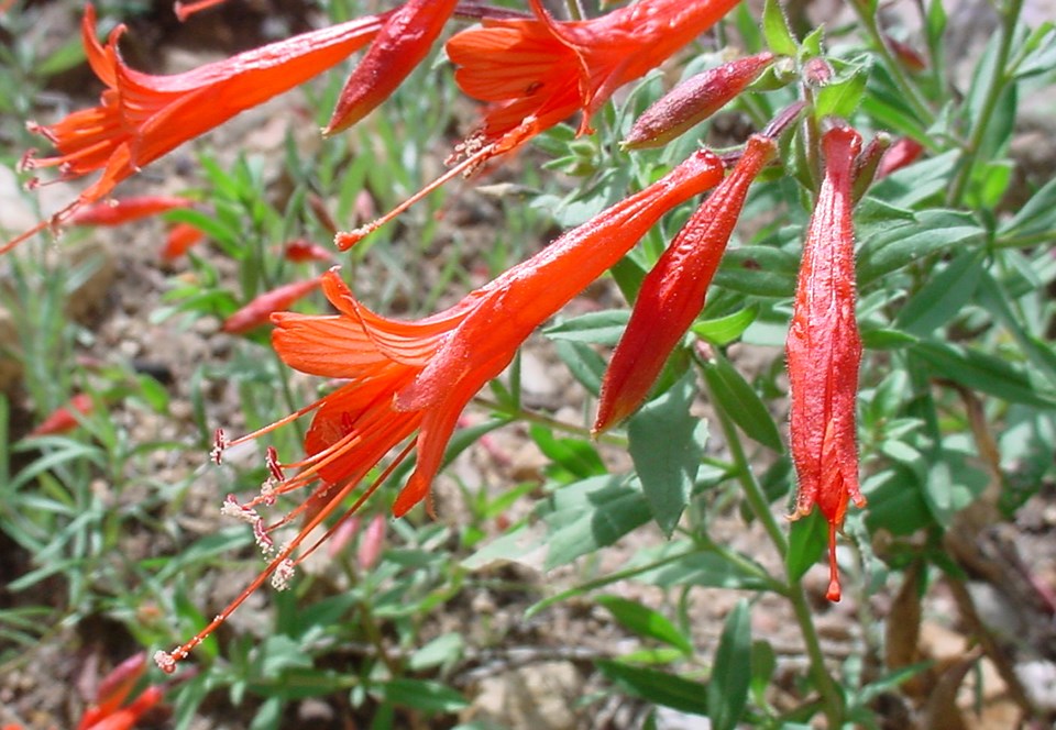 Red tubular flowers with gray-green leaves in the background.