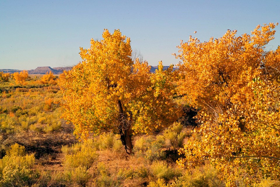 Fall cottonwoods along the Puerco River, mesas in the background.