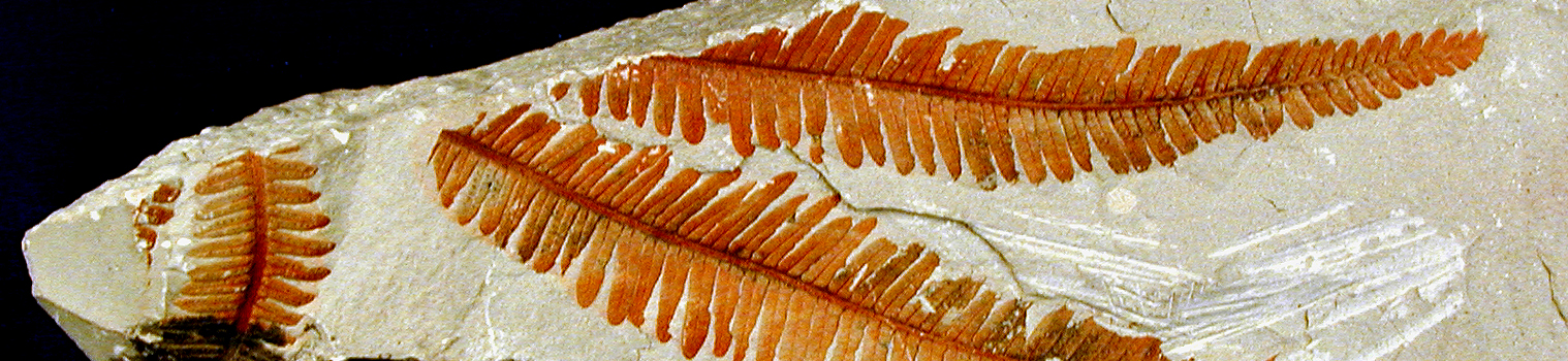zion national park fossils