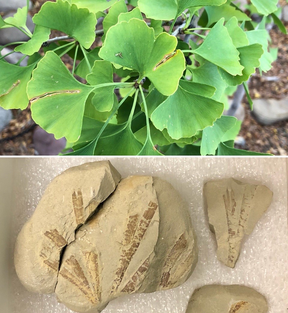 Comparison of Ginkgo biloba and Ginkgoites watsoniae