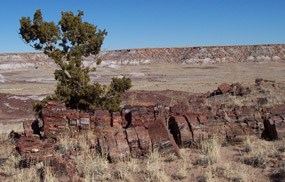 tree grows out of petrified wood log