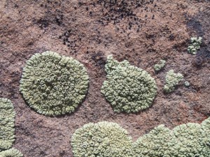 Light green and black lichen