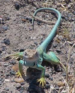 collared lizard