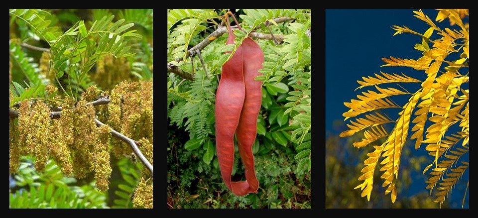 Honey locust through the seasons, flowers, pods, and fall foliage.