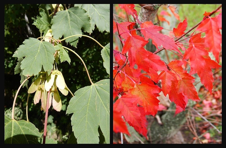 Two photos of green maple leaves and red maple leaves
