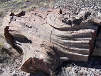 petrified wood