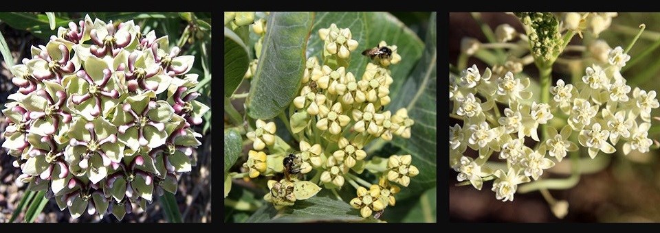 Three species of milkweed that live at Petrified Forest National Park