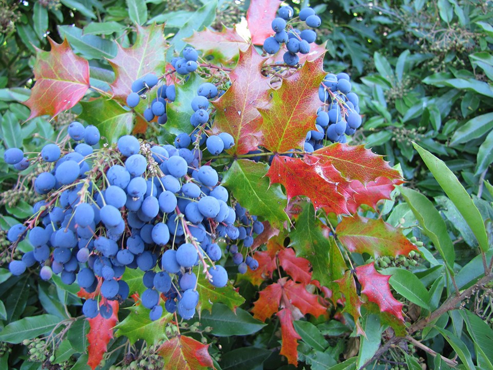 Dark blue berries against red and green foliage.