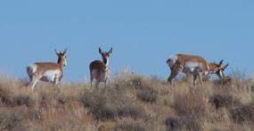 pronghorn grazing