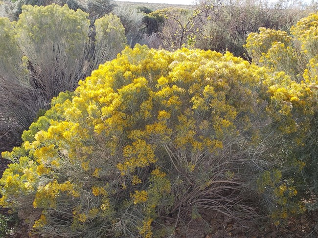 Large fluffy yellow shrub