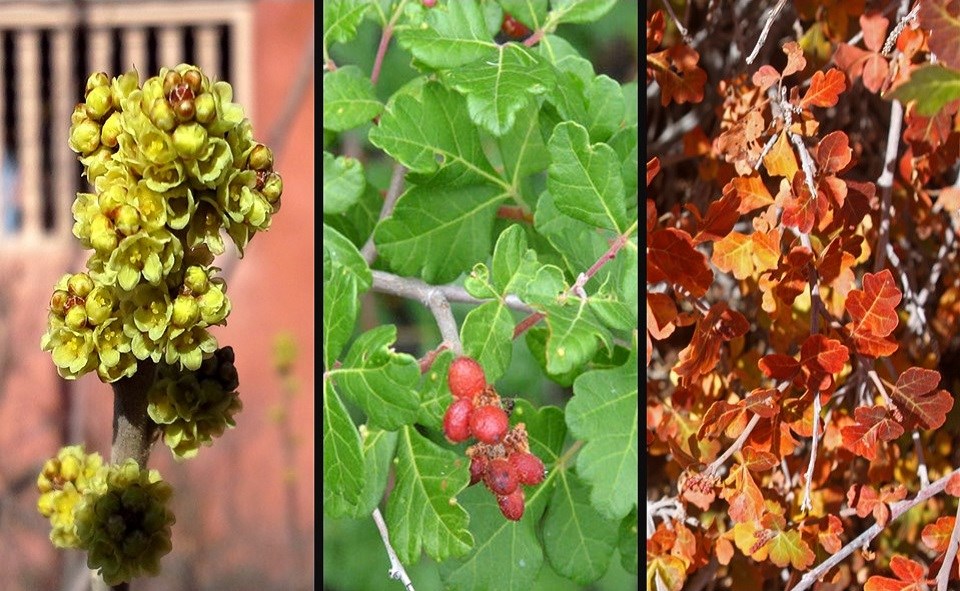 Skunkbush through the seasons: yellow flowers against a terracotta wall, red berries against green leaves, gold, orange, and red fall foliage.