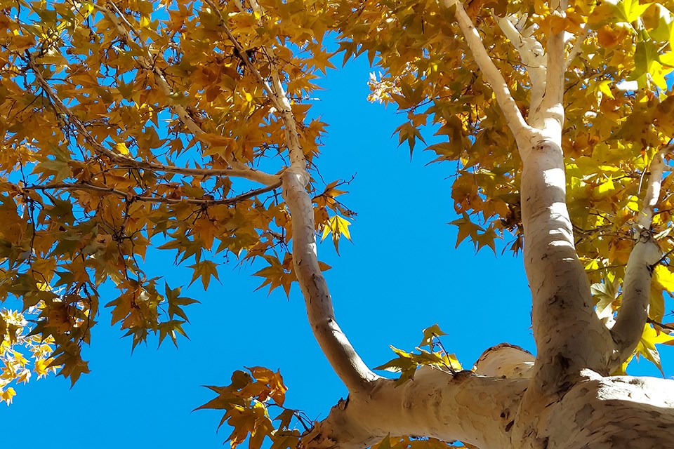 White barked tree looking up to gold and copper leaves.