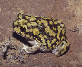 immature, colorful toad immature, colorful toad