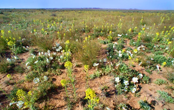 Wildflowers