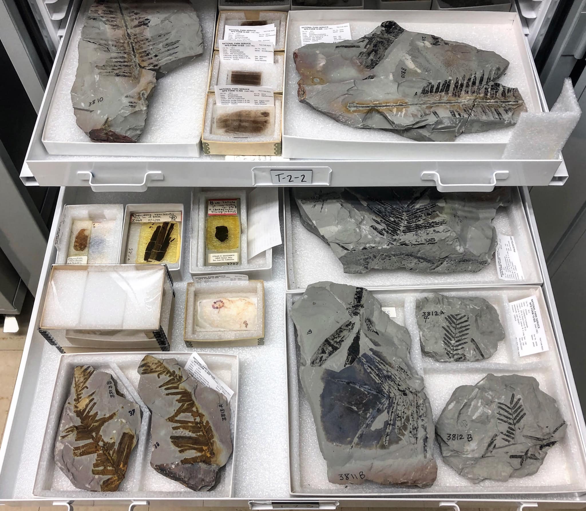 Two large metal shelves have been pulled out to display fossils of plants and animals from the Late Triassic. Each fossil rests on a bed of Styrofoam with labels describing each fossil.