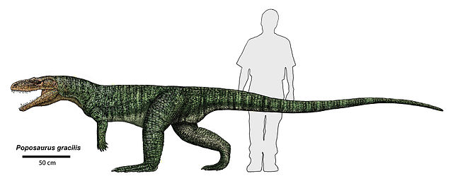 Poposaurus gracilis by Dr. Jeff Martz/NPS