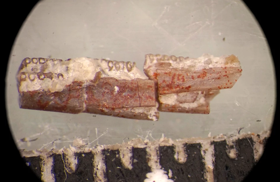 Funky Worm fossil jaw Funky Worm fossil jaw