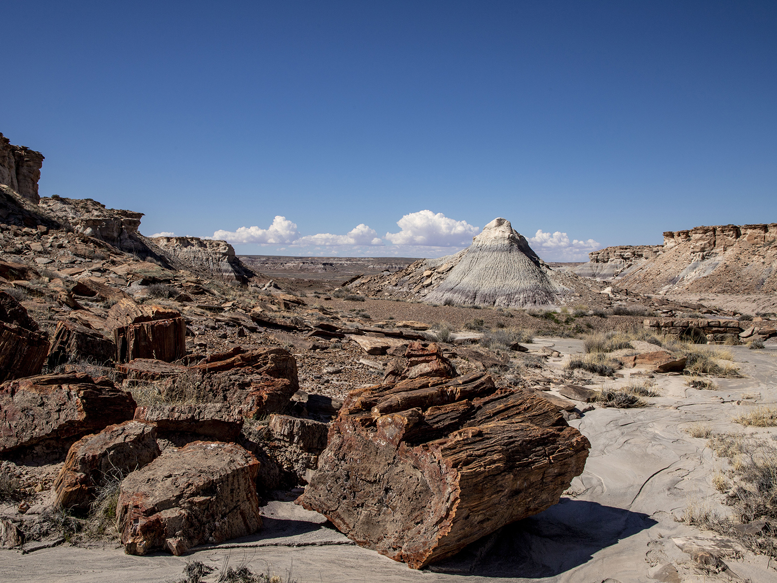 Jasper Forest with many petrified log segments, badlands, under a blue sky.