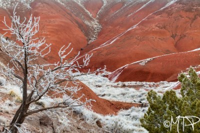 Frost on foliage and red badlands
