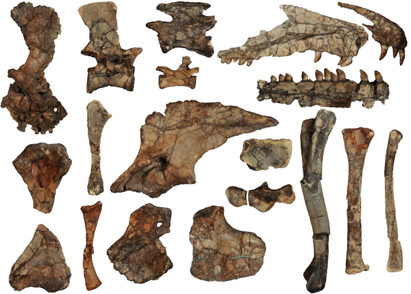 Several of the hundreds of fossil specimens of Puercosuchus traverorum found at Petrified Forest National Park. Several of the hundreds of fossil specimens of Puercosuchus traverorum found at Petrified Forest National Park.