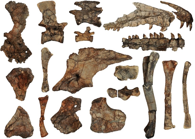 Several of the hundreds of fossil specimens of Puercosuchus traverorum found at Petrified Forest National Park.