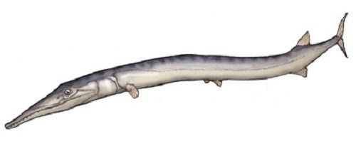 Reconstruction of Saurichthys via Wikipedia.org