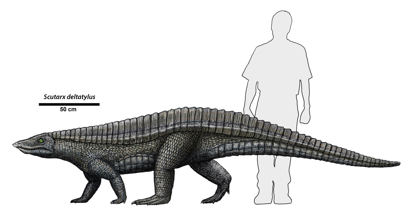 Scutarx deltatylus is a large reptile recently found in the park