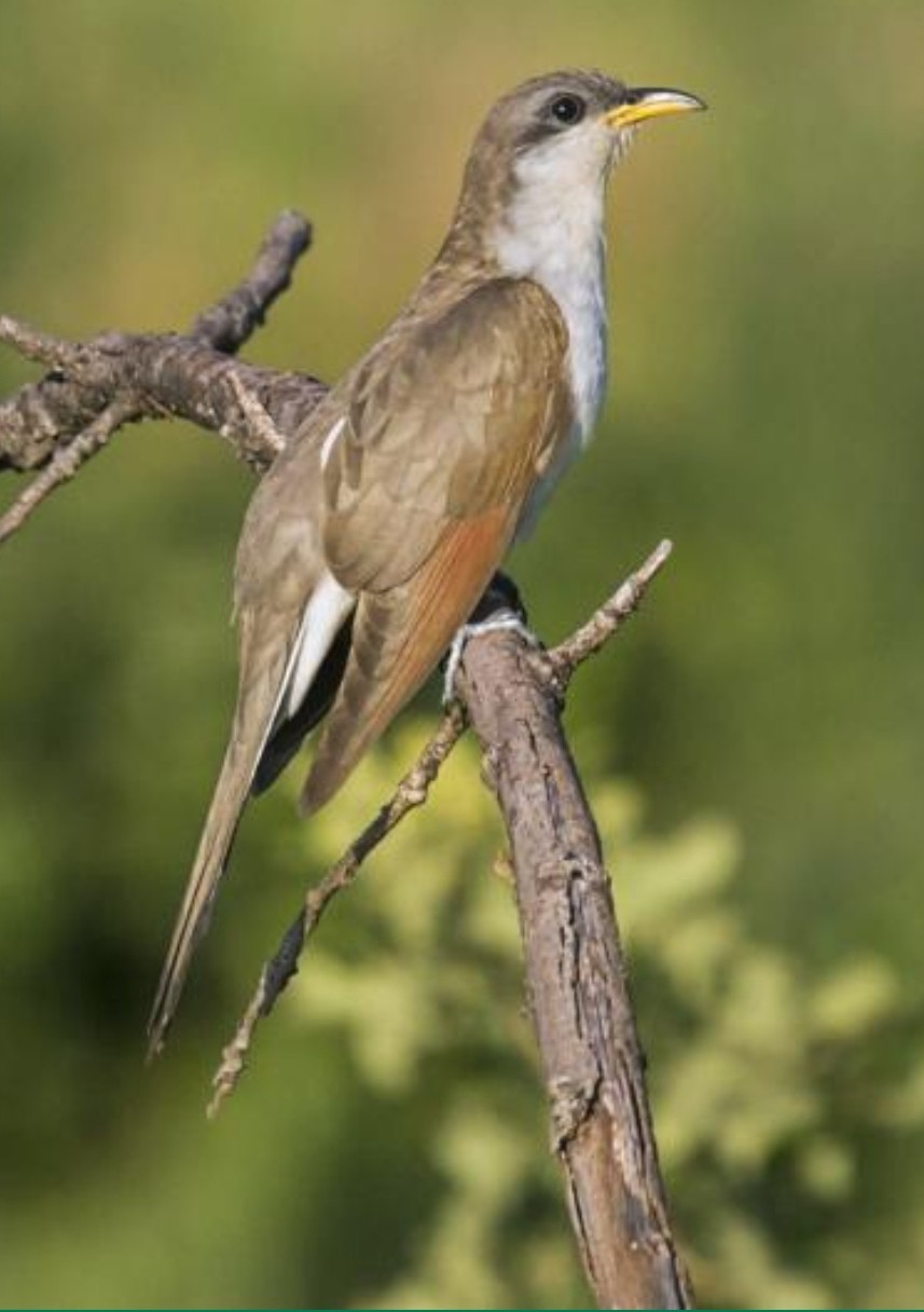 Yellow Billed Cuckoo Yellow Billed Cuckoo, brown and white bird sitting on a branch against a green background