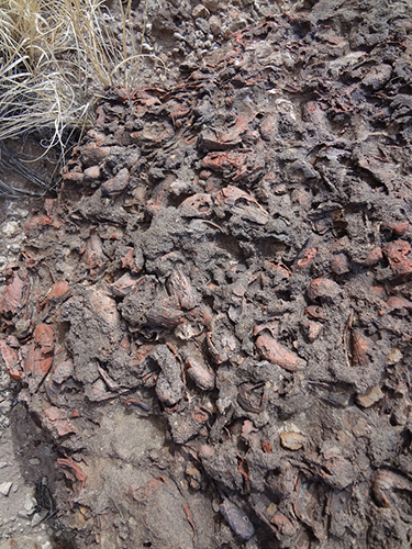 Close up of the clambeds