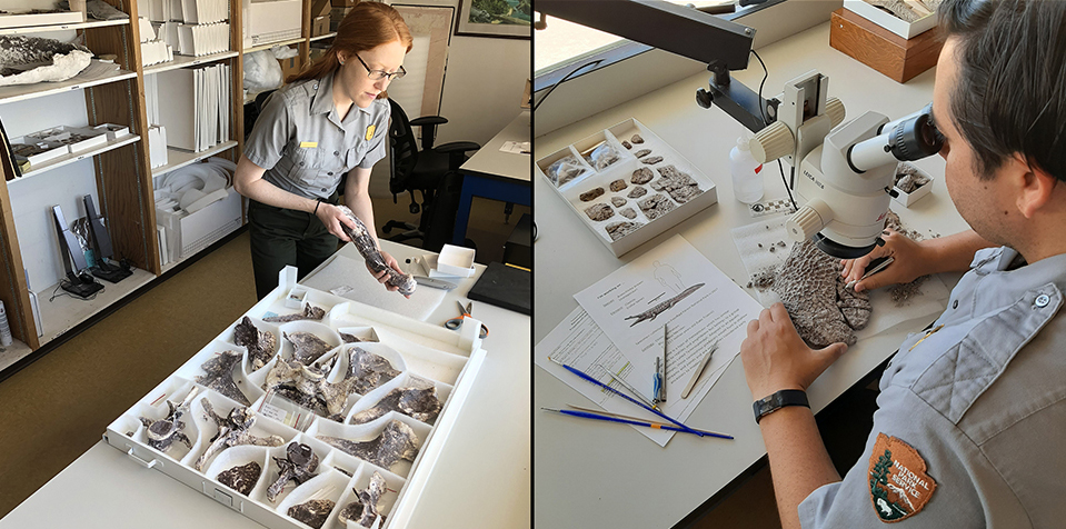 Researchers working in paleontology lab