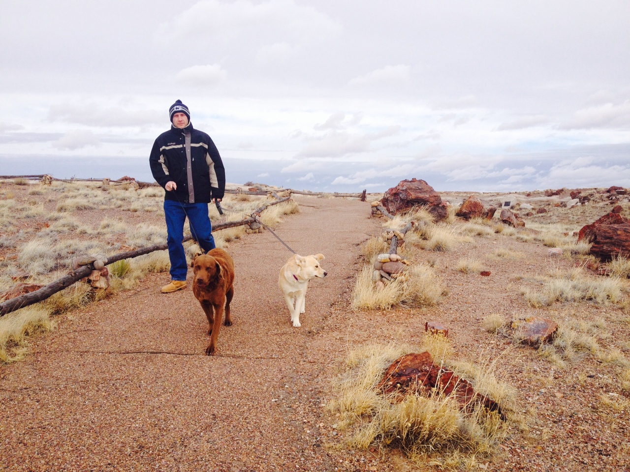 A young man dressed in a warm jacket and beanie walks two medium size dogs, one brown, one tan, down a path with large stumps of petrified wood laying on their side.
